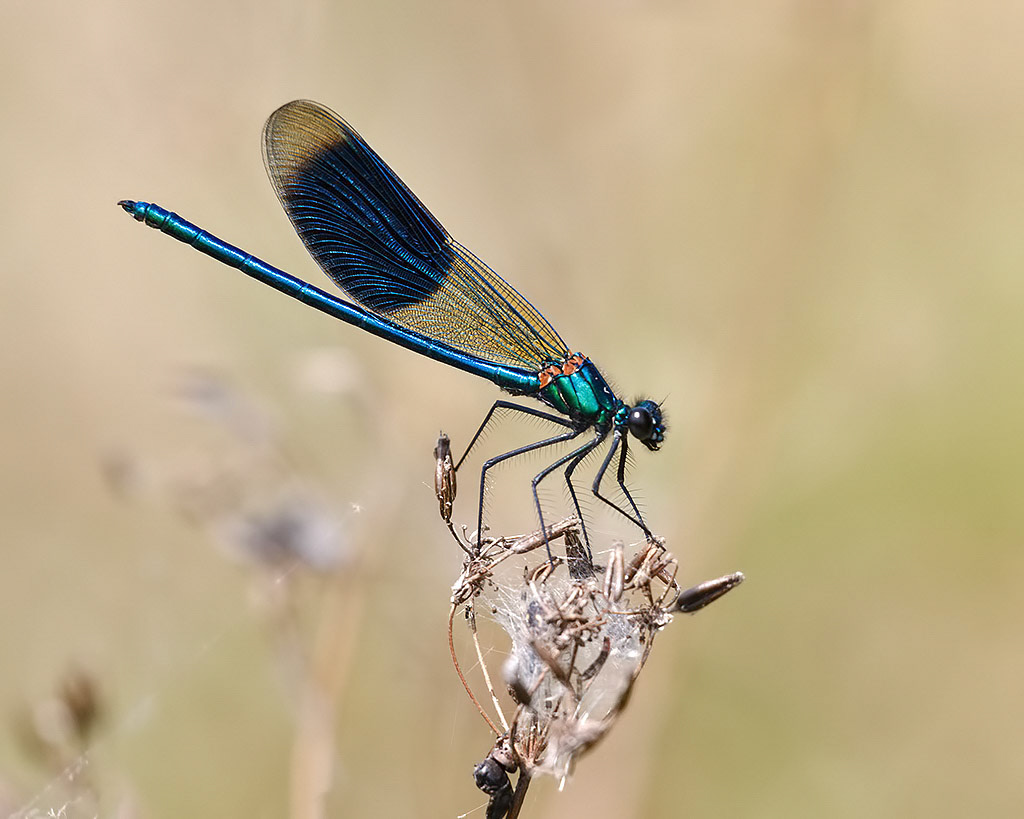 Banded Demoiselle