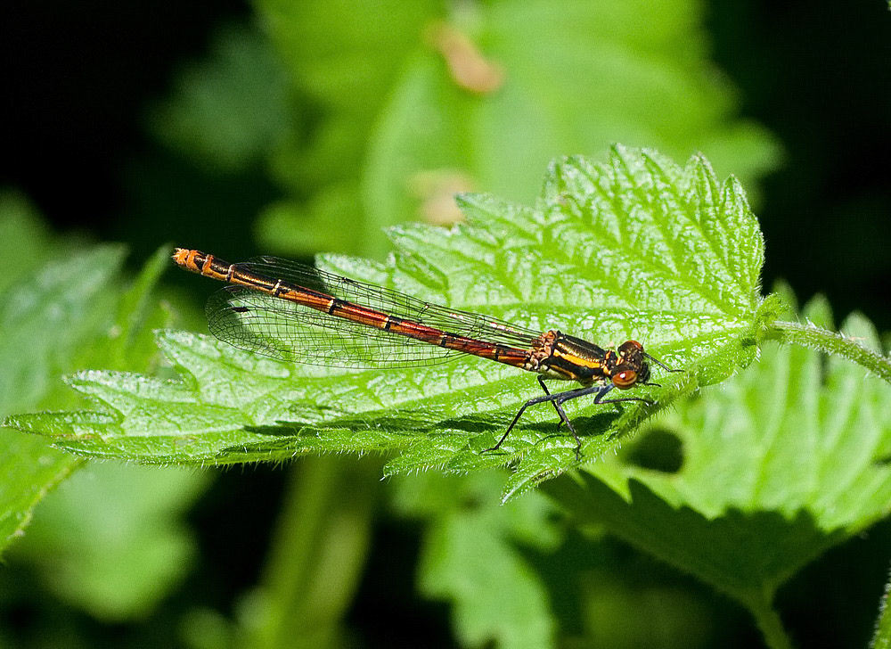 Large Red Damselfly