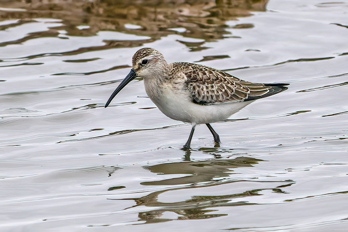 Curlew Sandpiper