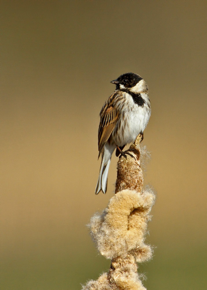 Reed Bunting