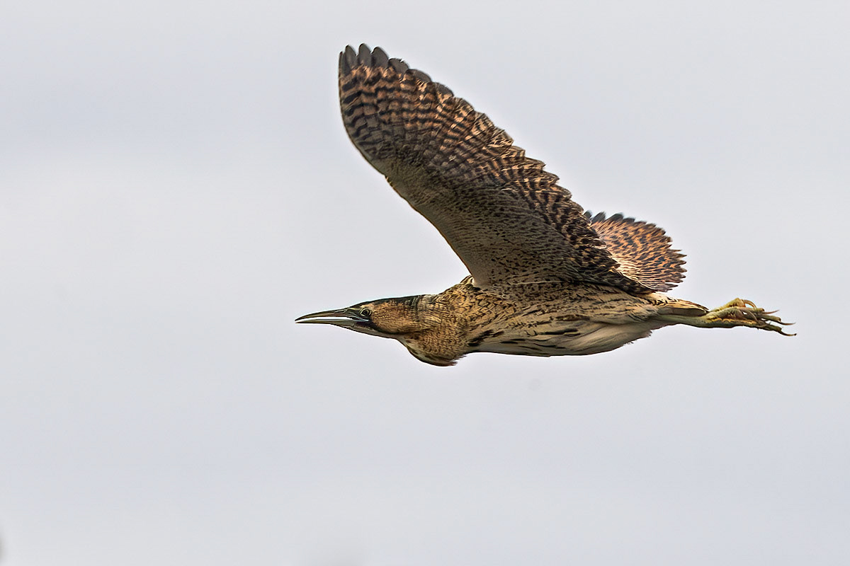 Bittern