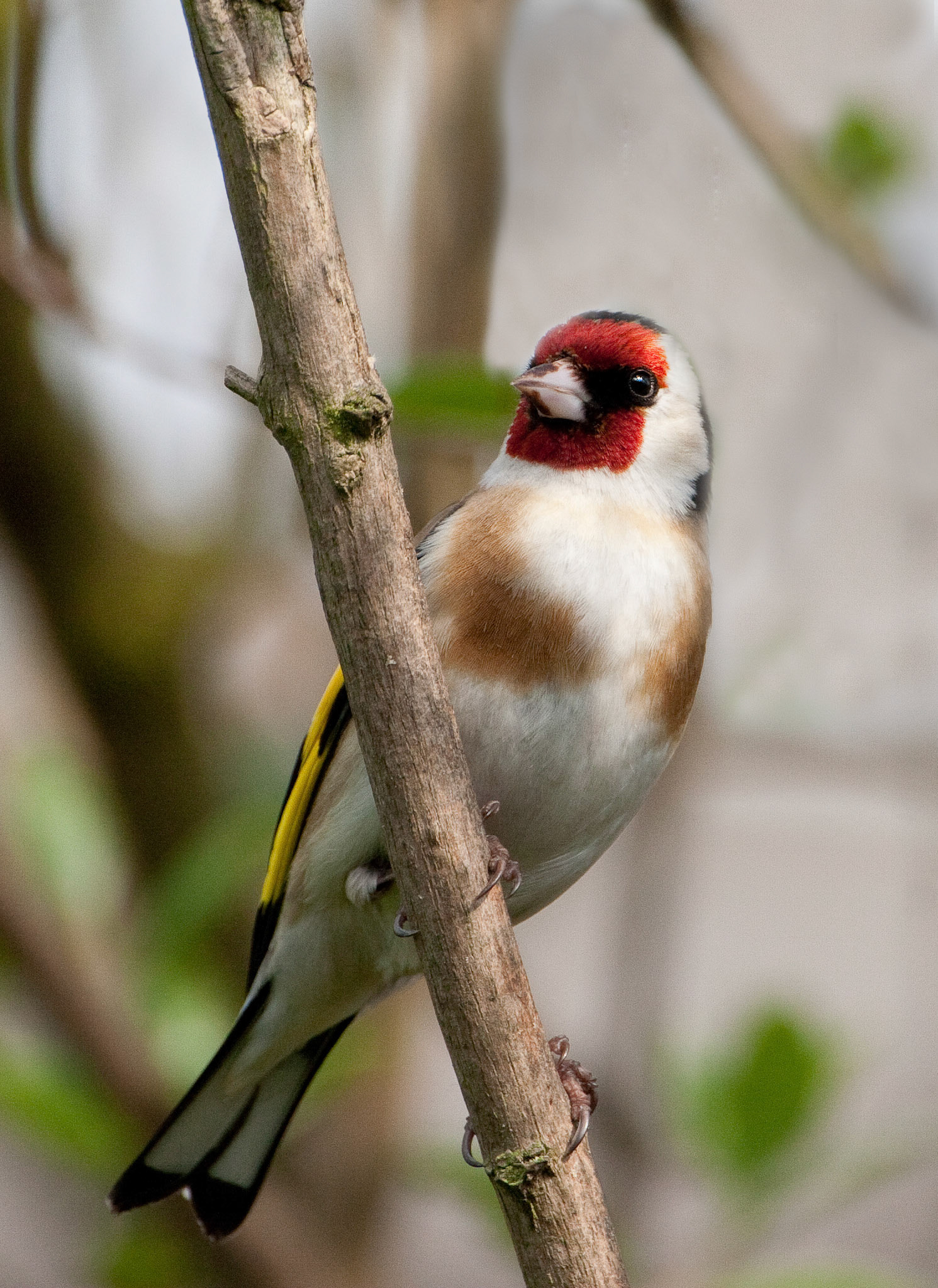 Goldfinch