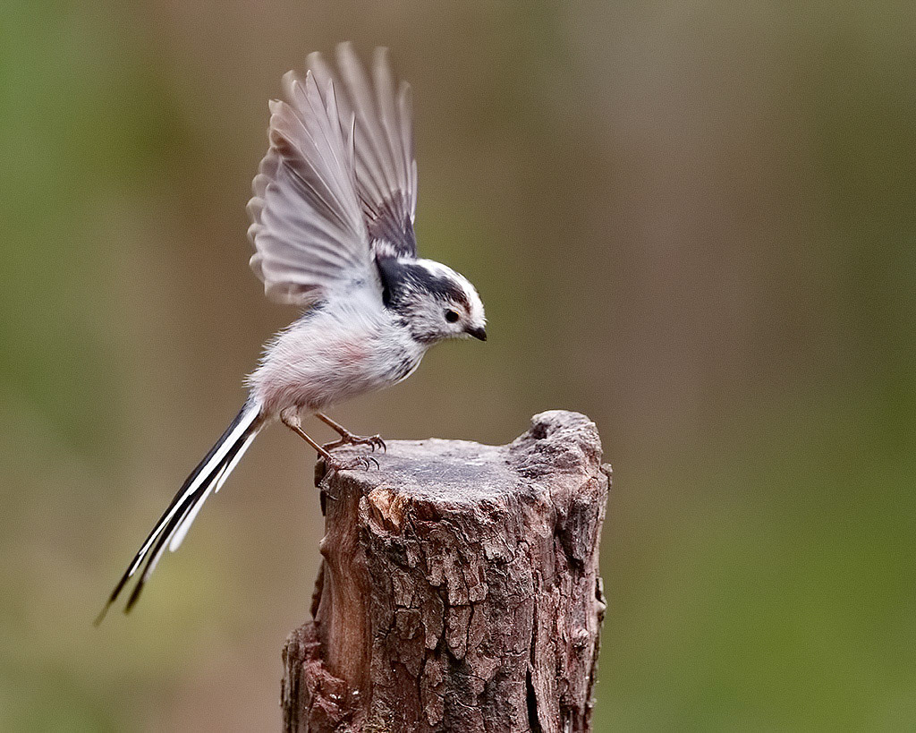 Long-tailed Tit