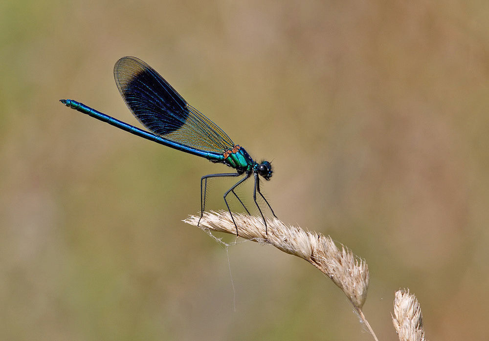 Banded Demoiselle