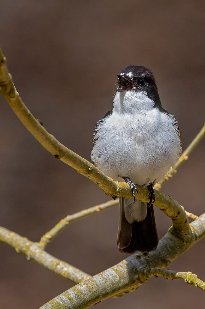 Pied Flycatcher