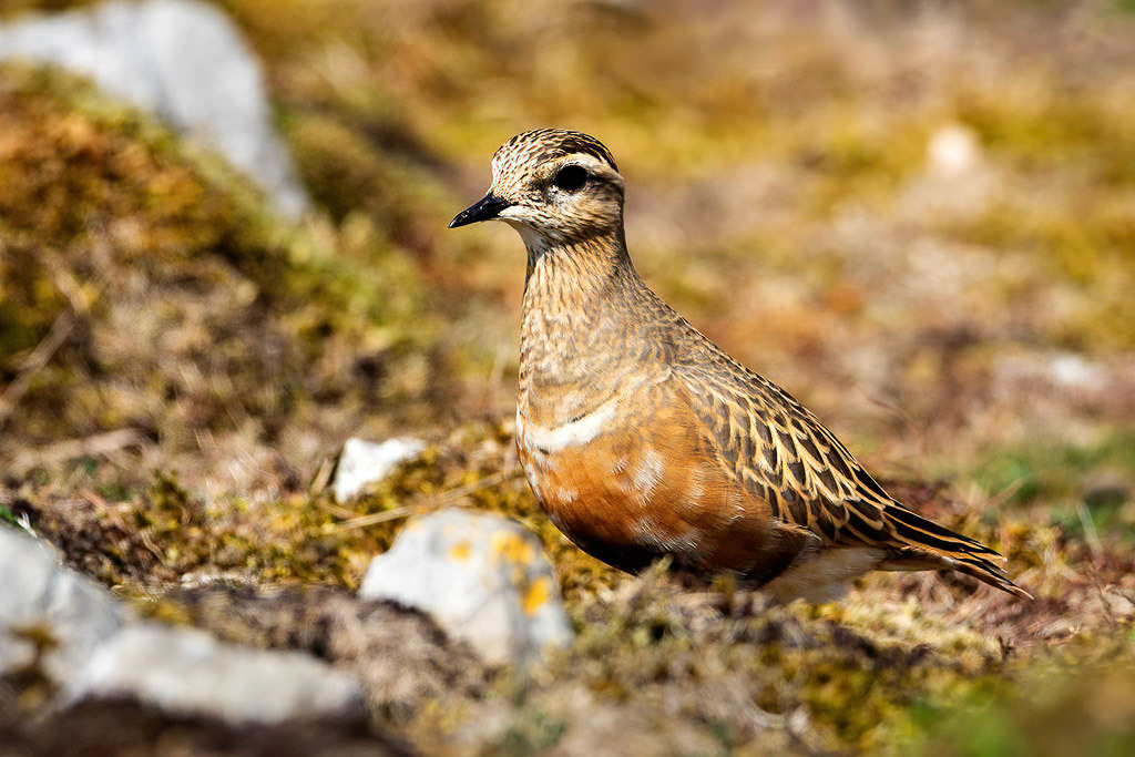Dotterel