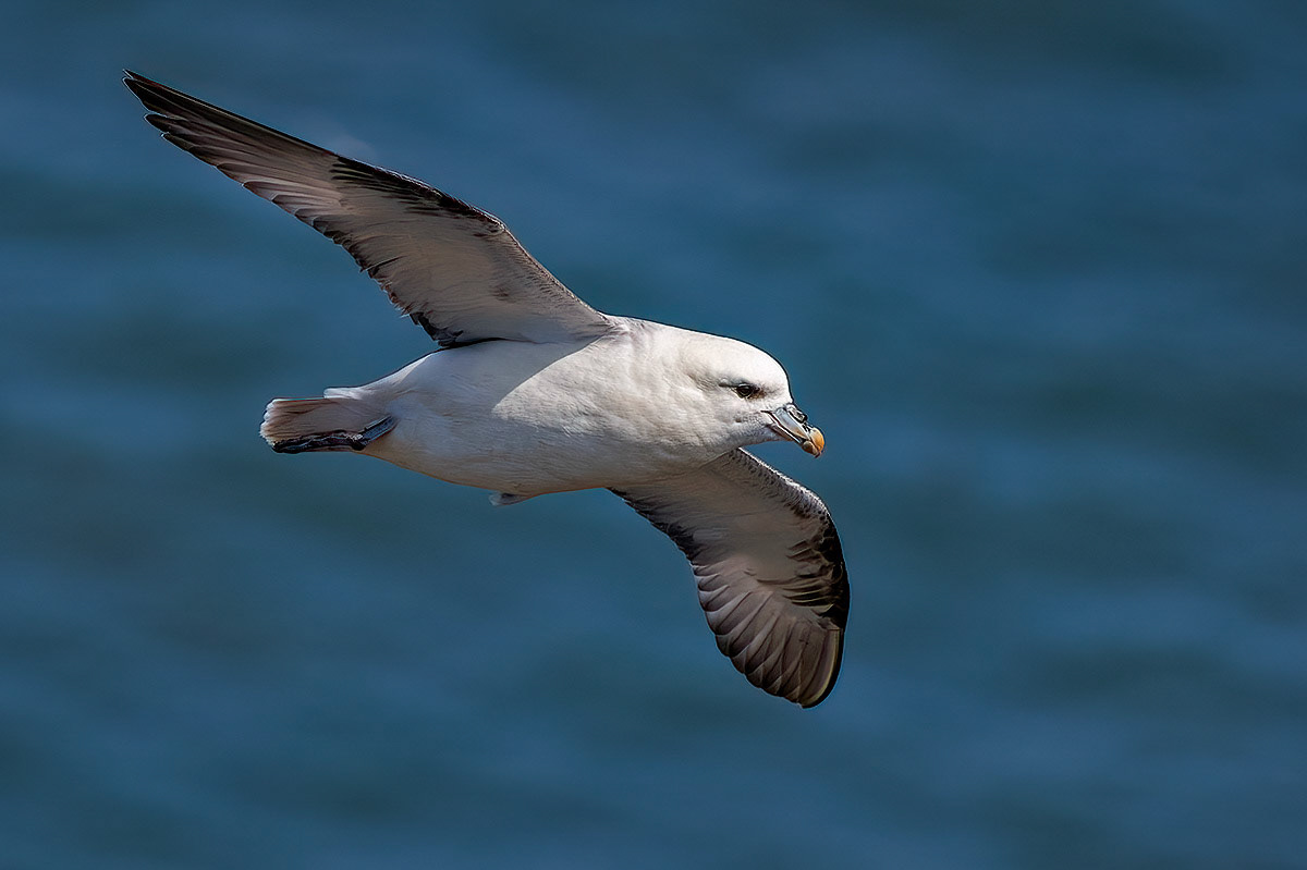 Fulmar