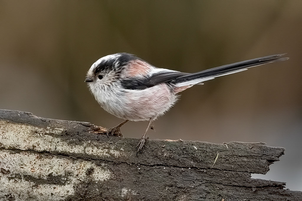 Long-tailed Tit