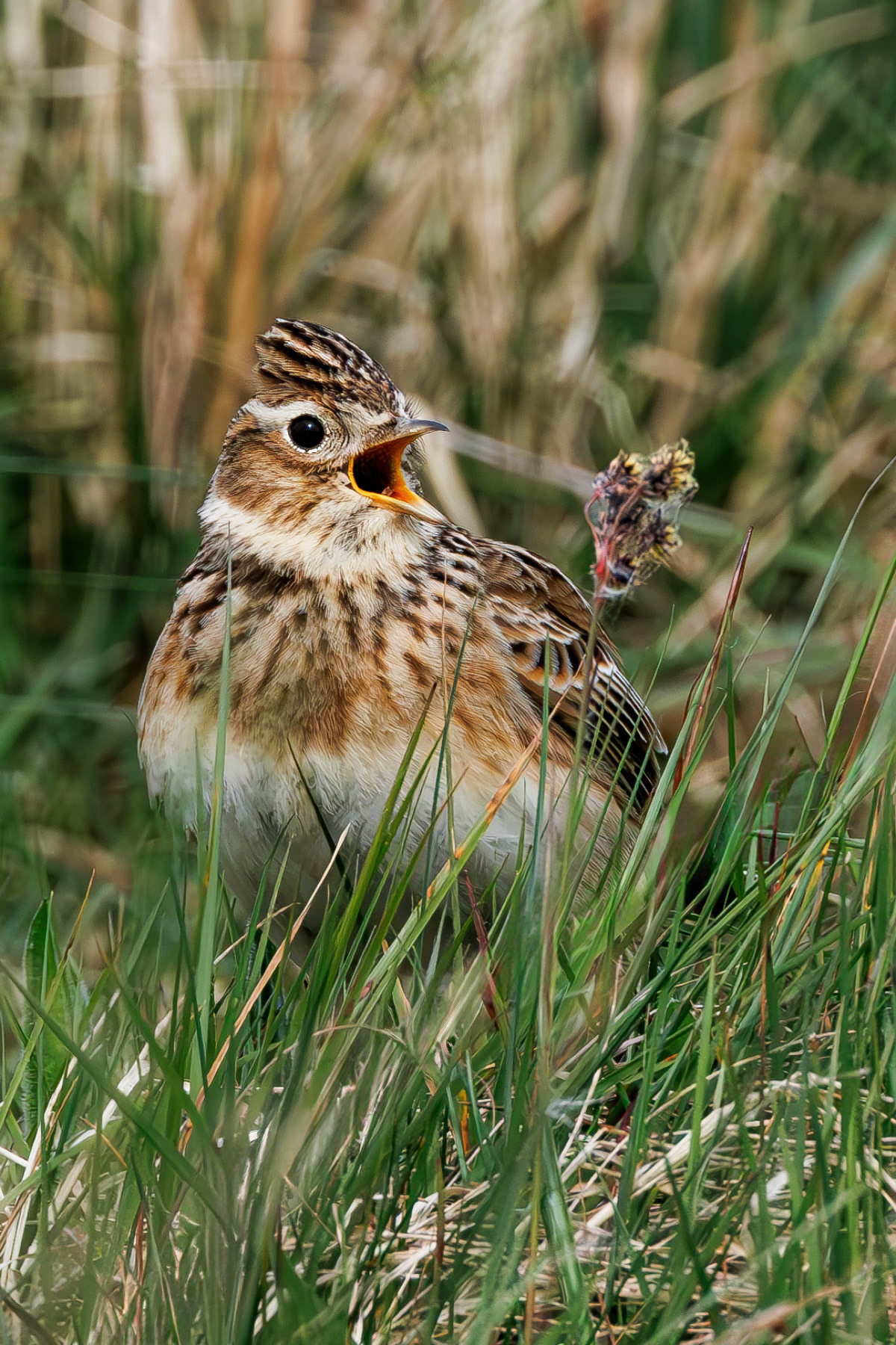 Skylark