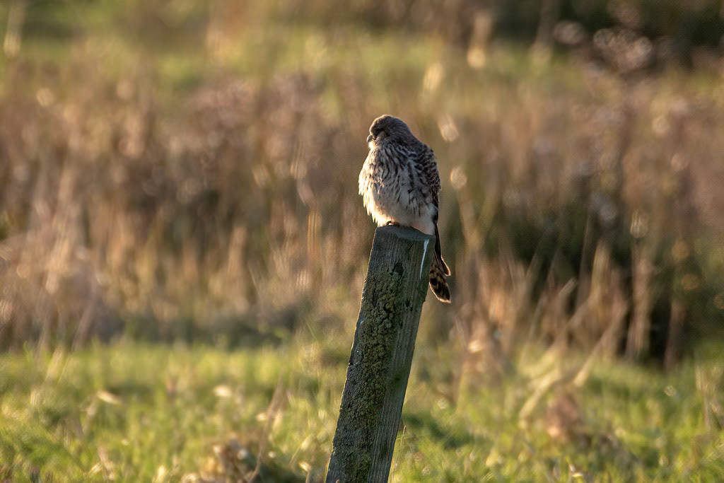 Kestrel