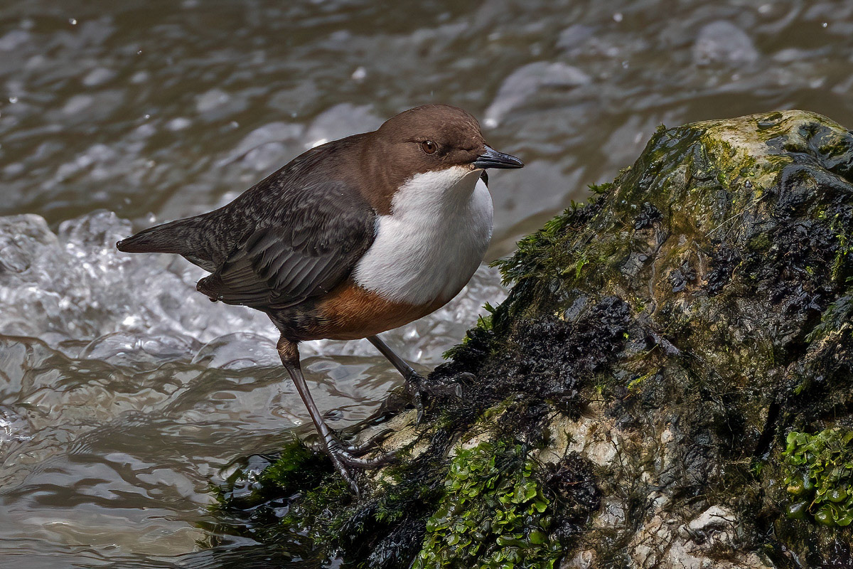White-throated Dipper