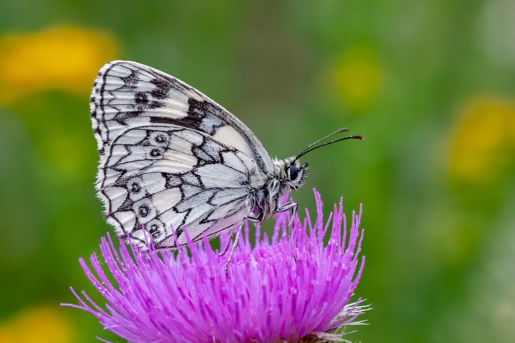 Marbled White