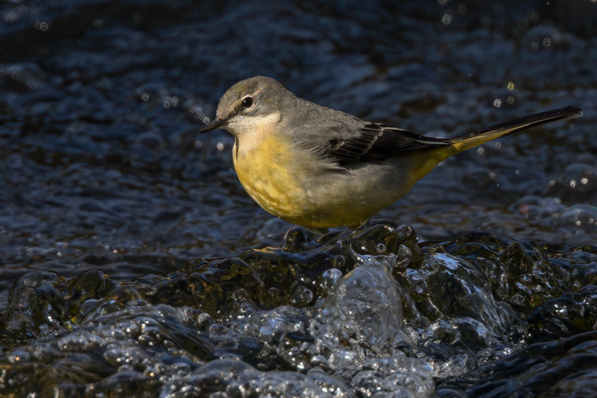Grey Wagtail