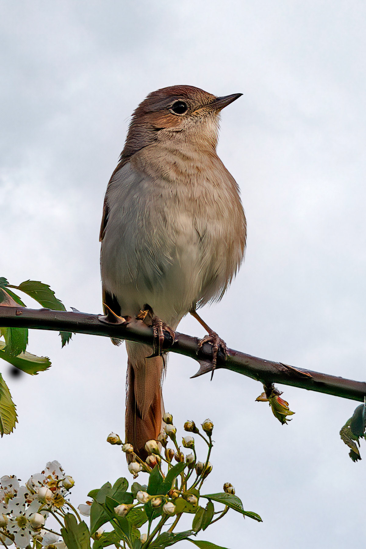 Common Nightingale