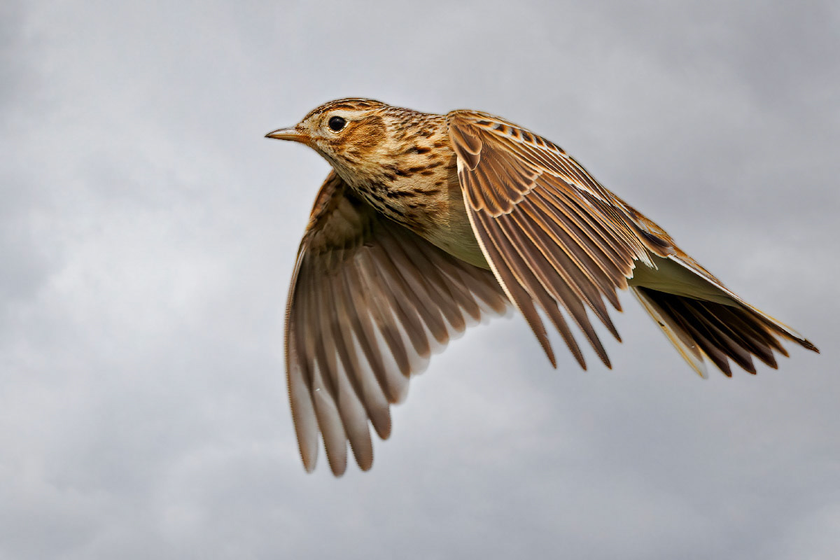 Skylark