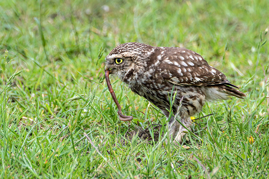 Little Owl