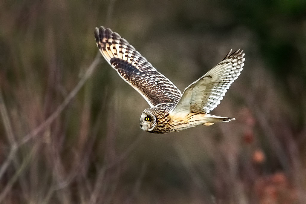 Short-eared Owl
