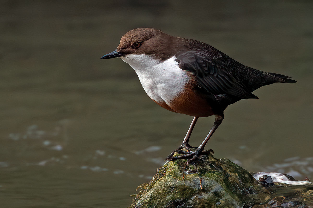 White-throated Dipper