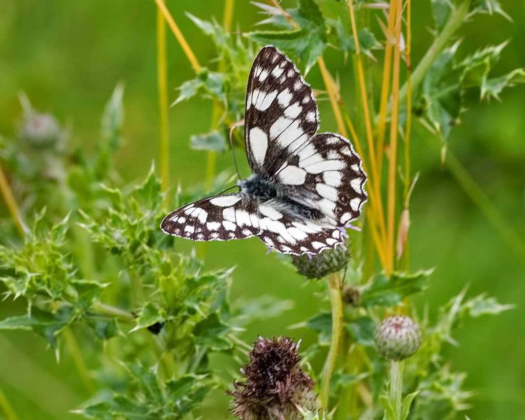 Marbled White