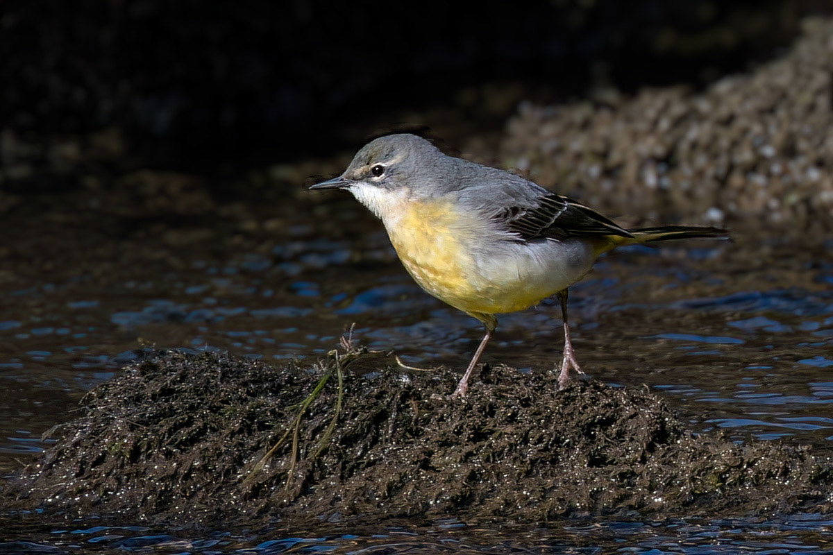 Grey Wagtail
