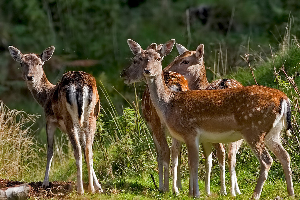Fallow Deer