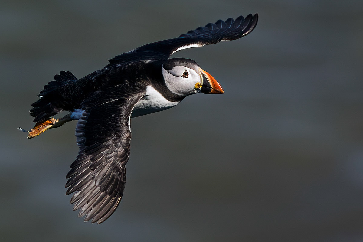 Puffin