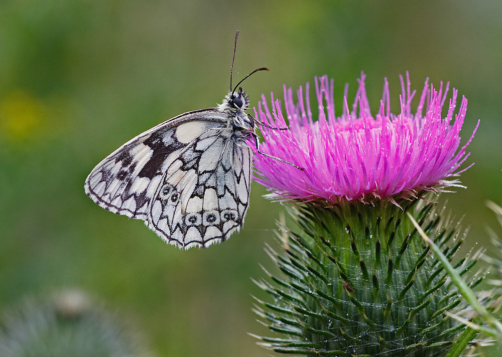 Marbled White