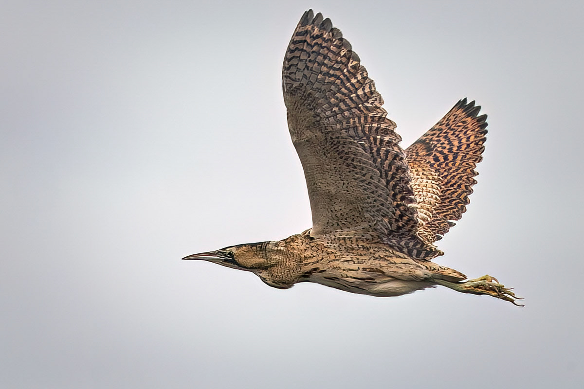Bittern