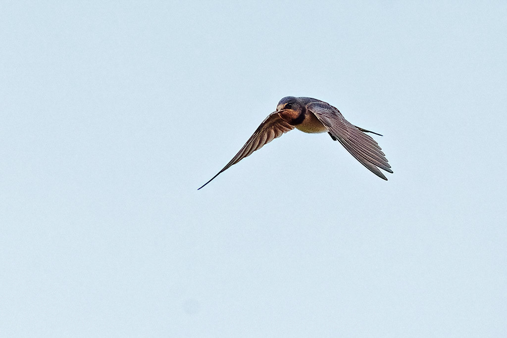 Swallow