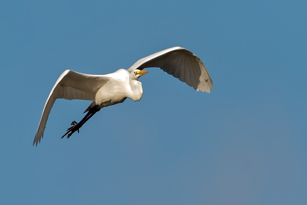 Great White Egret