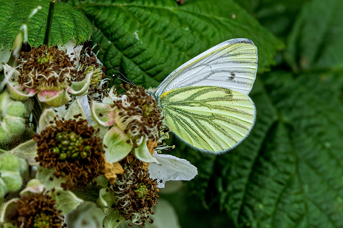 Green-veined White Butterfly