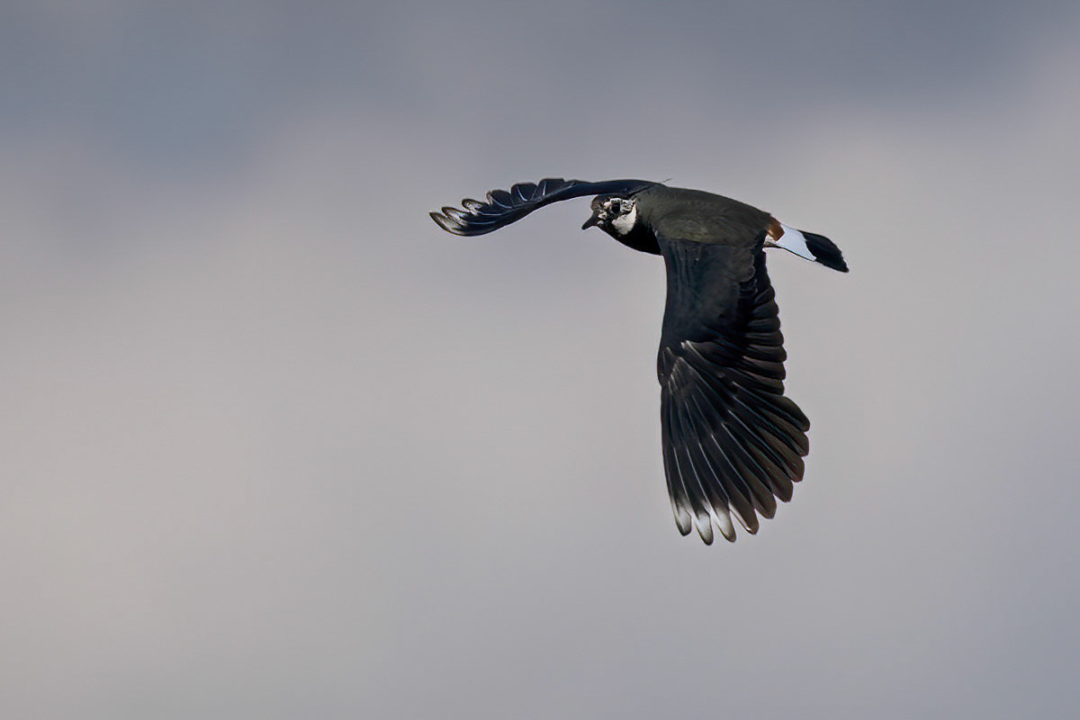 Lapwing