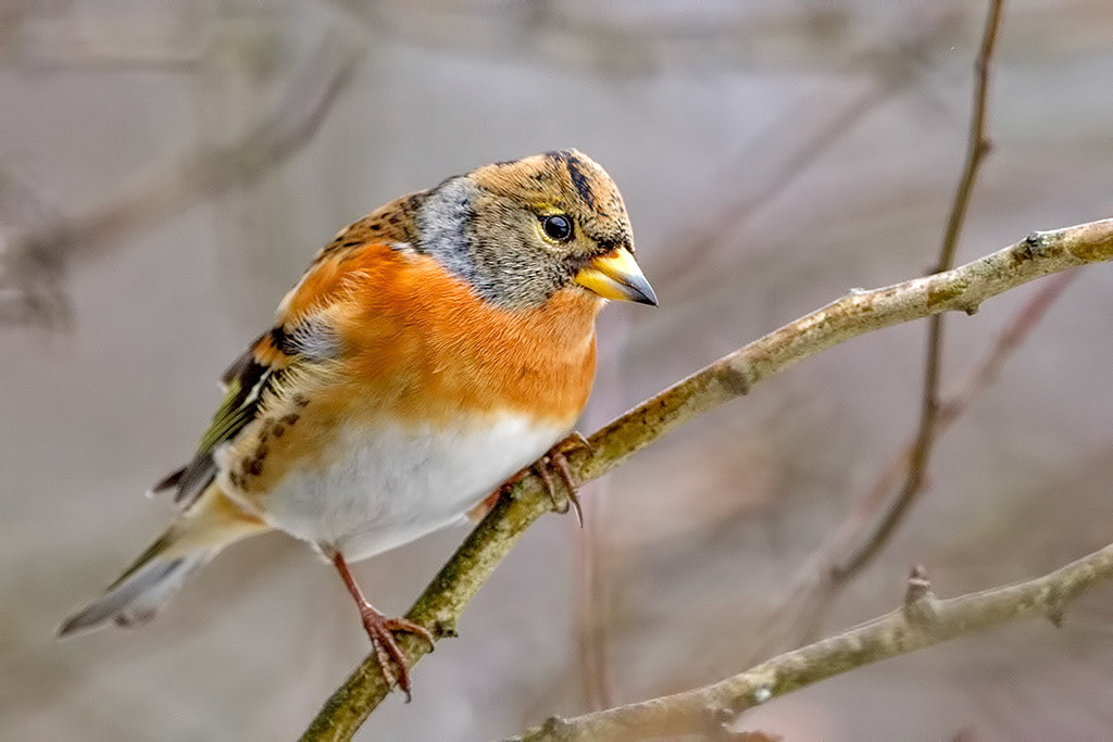 Brambling