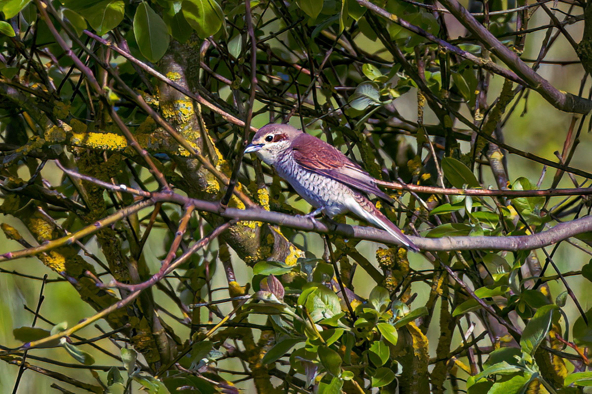 Red-backed Shrike