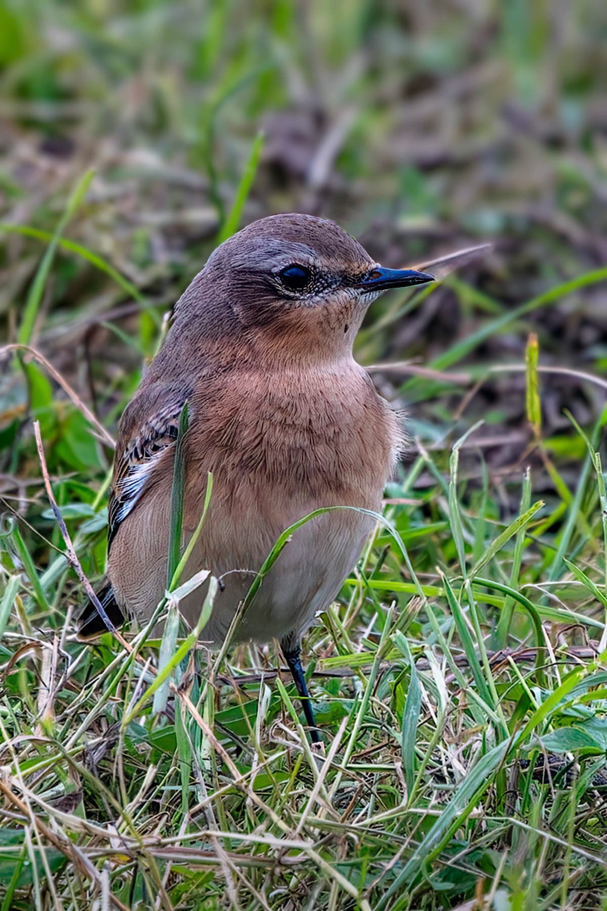 Northern Wheatear