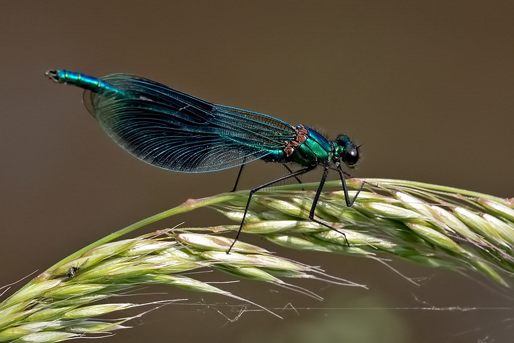 Banded Demoiselle
