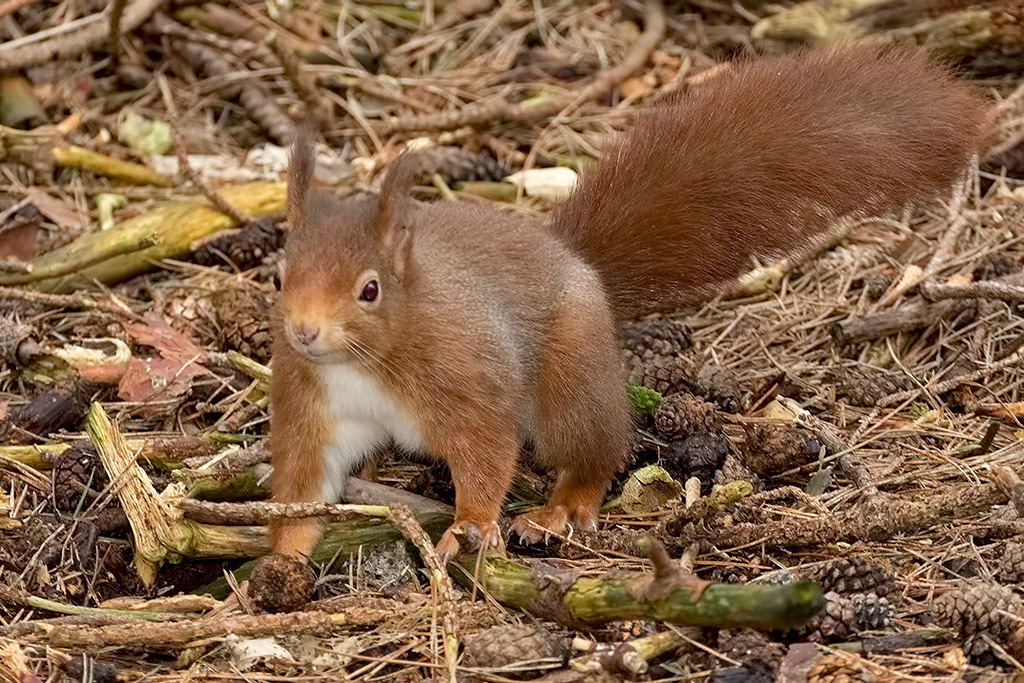 Red Squirrel