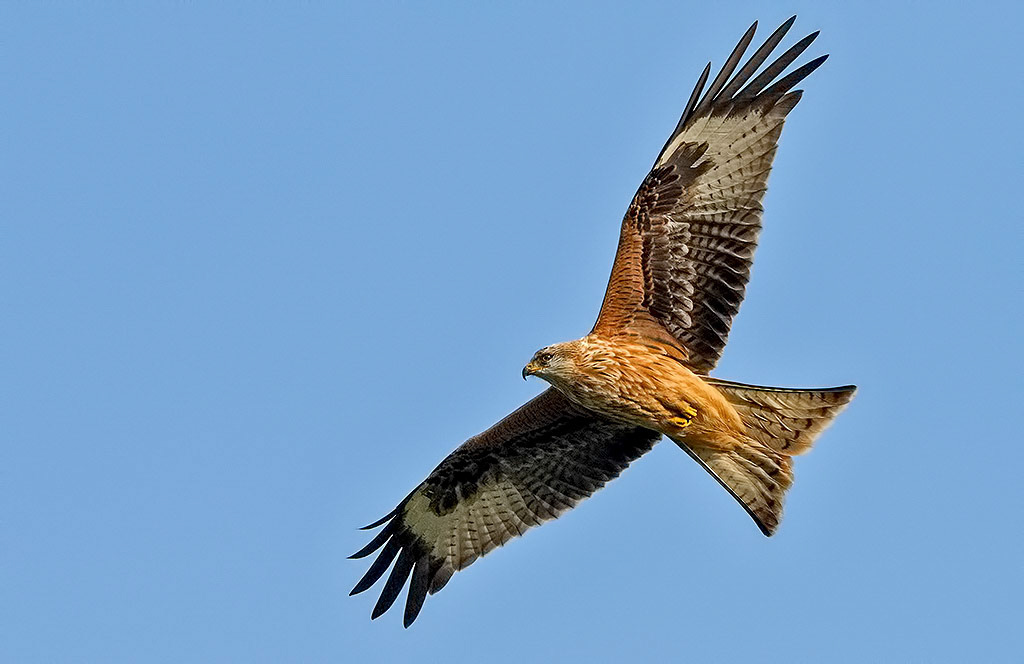 Red Kite