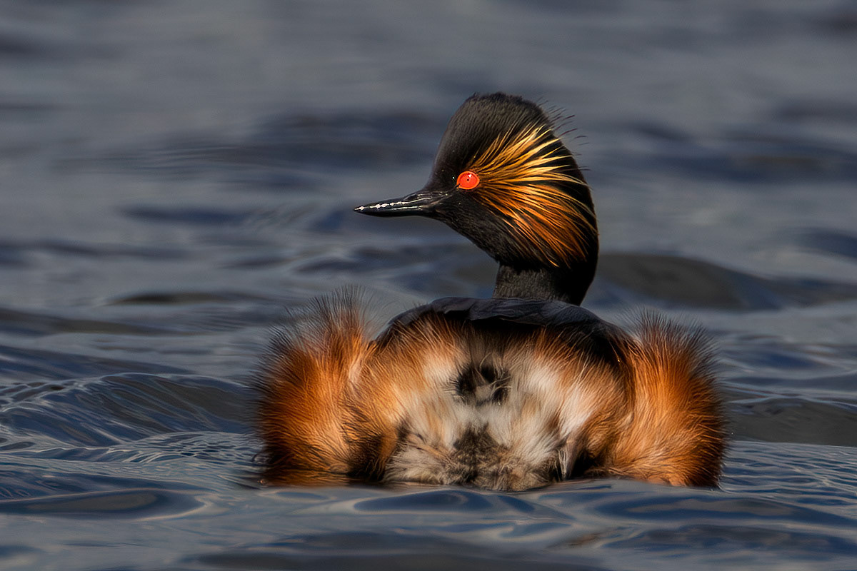 Black-necked Grebe