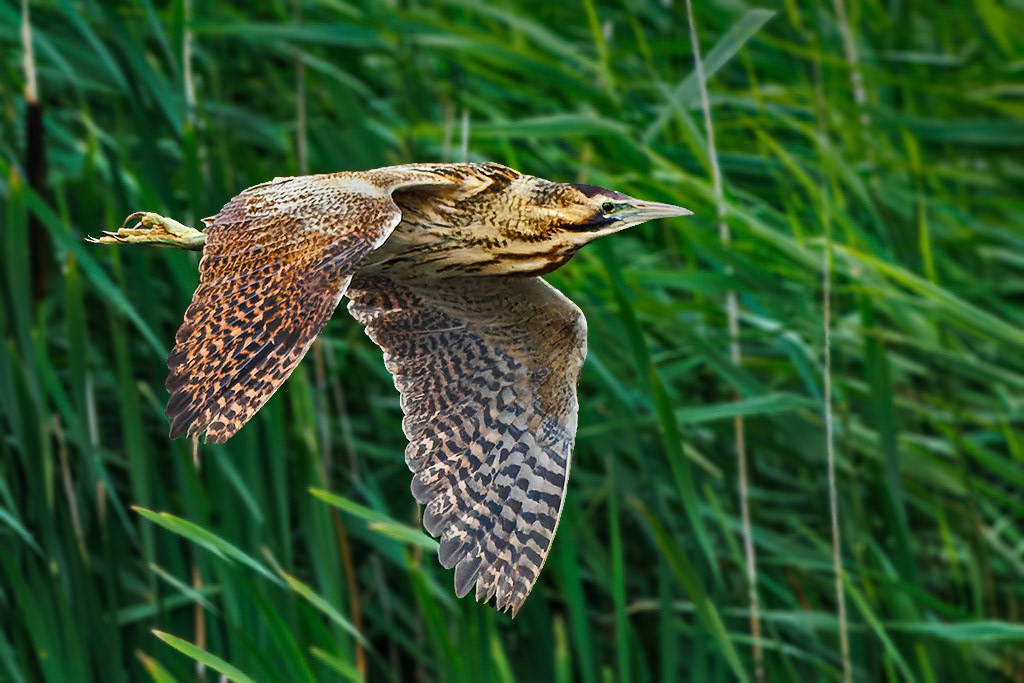 Bittern