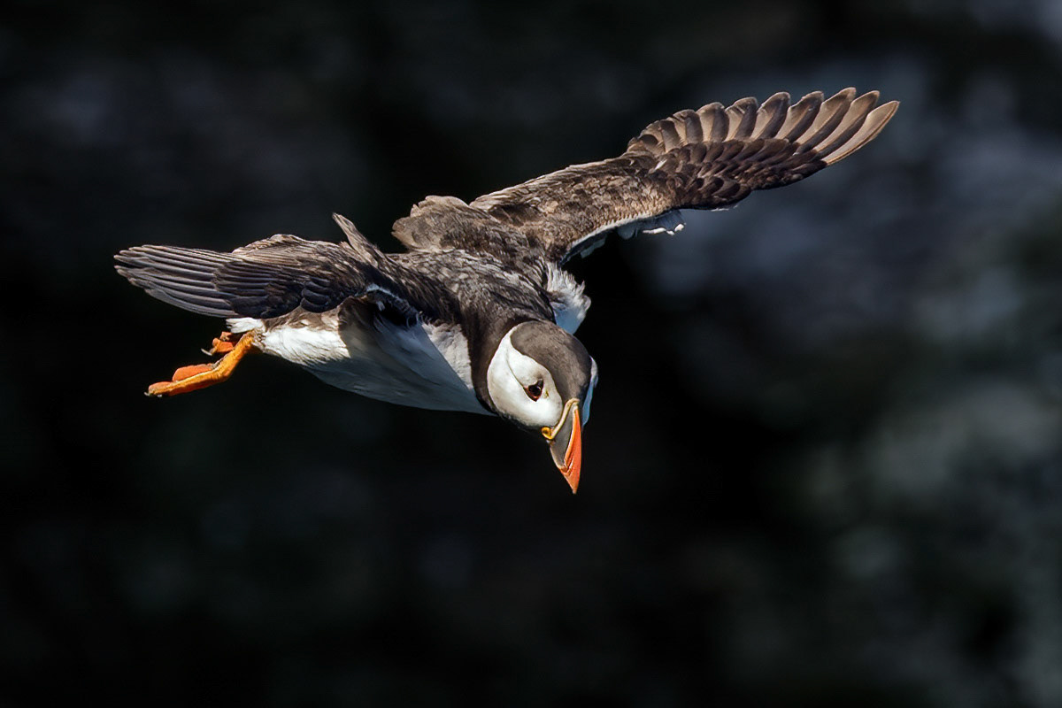 Puffin