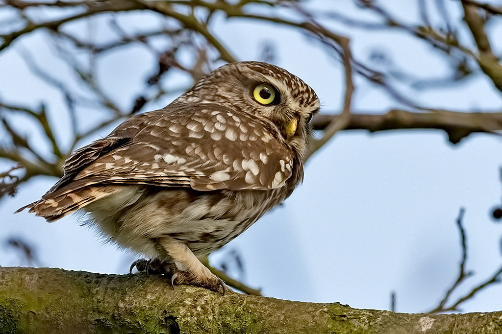 Little Owl