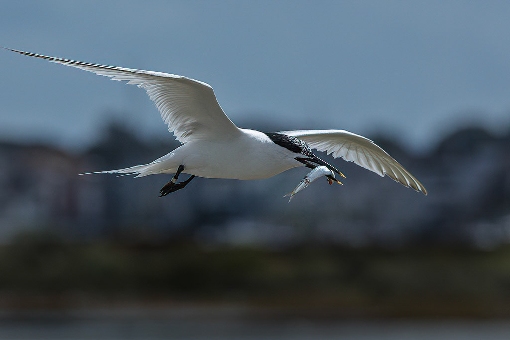 Sandwich Tern