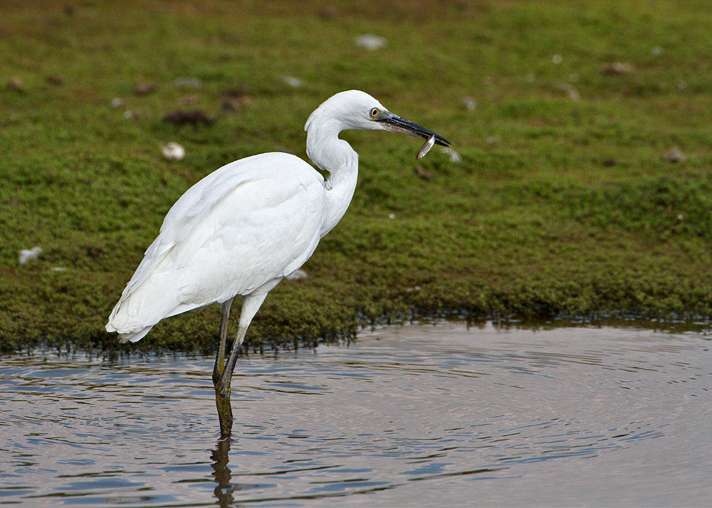 Little Egret