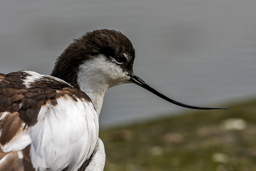 Avocet