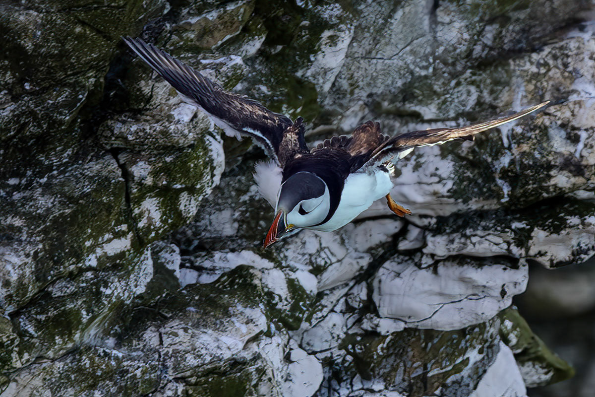 Puffin