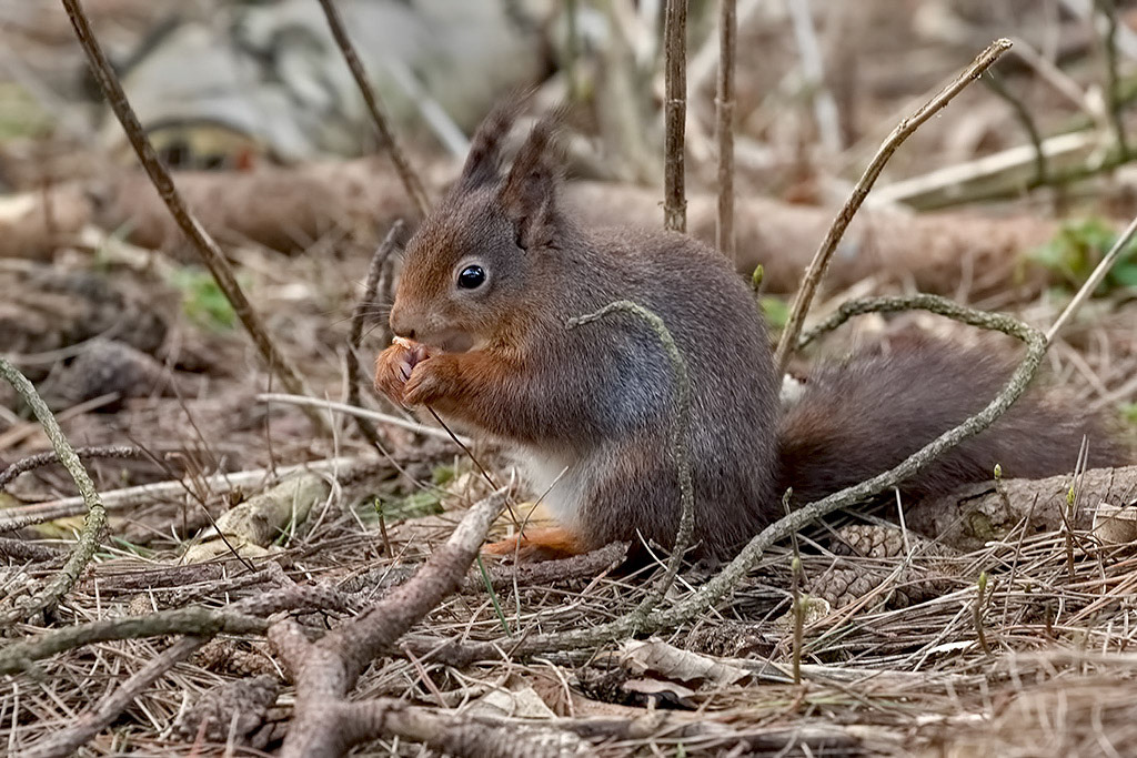 Red Squirrel