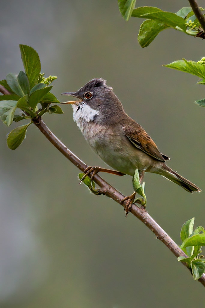 Common Whitethroat