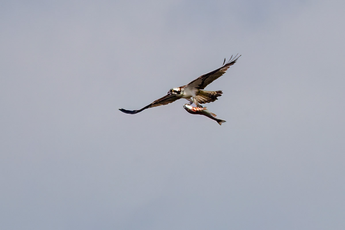 Osprey