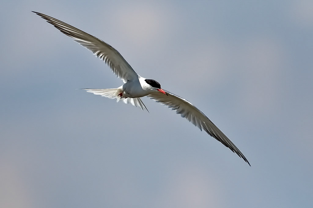 Common Tern